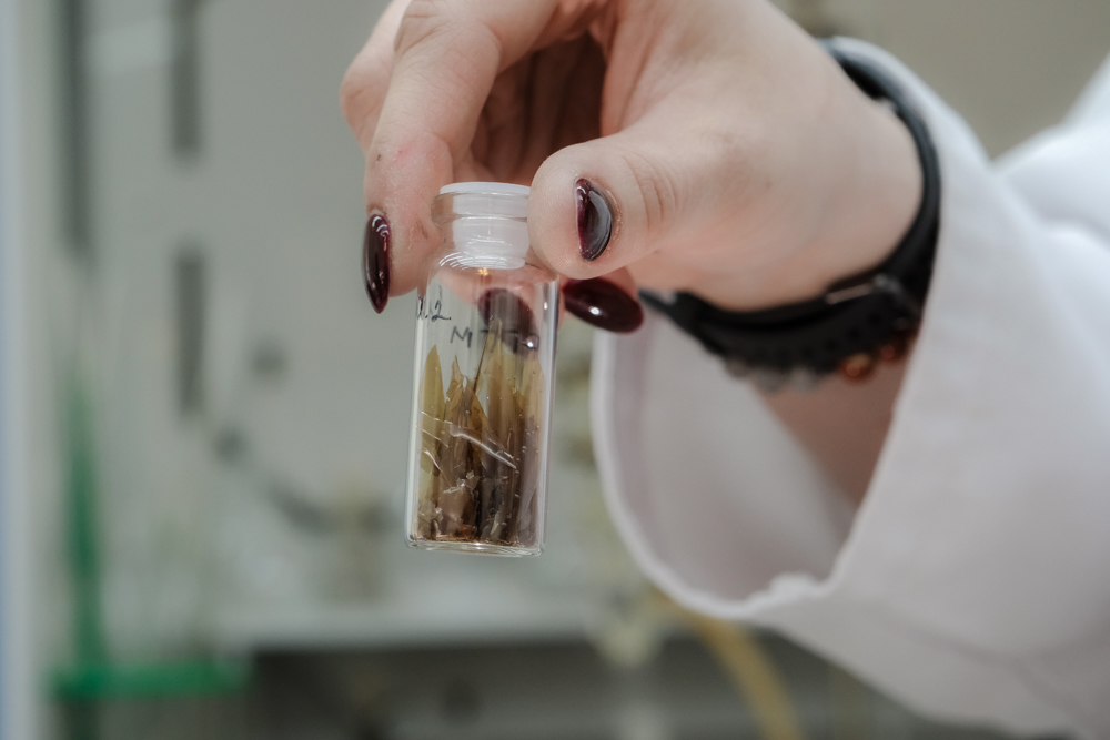 Образец сульфатированного полисахарида из ели.jpg