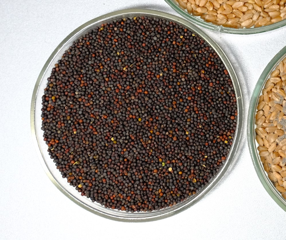 Семена рапса.JPG